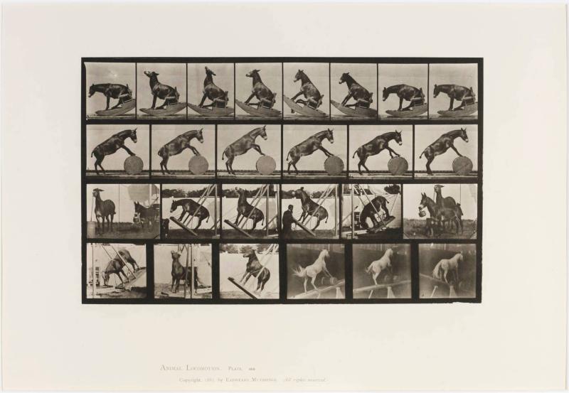 Animal Locomotion, plate 660. From the series Animal Locomotion 1872-1885 Plates University of Pennsylvania
