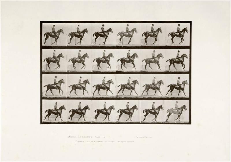 Animal Locomotion, plate 616. Ur serien Animal Locomotion by Eadweard Muybridge 1872-1885 Plates University of Pennsylvania