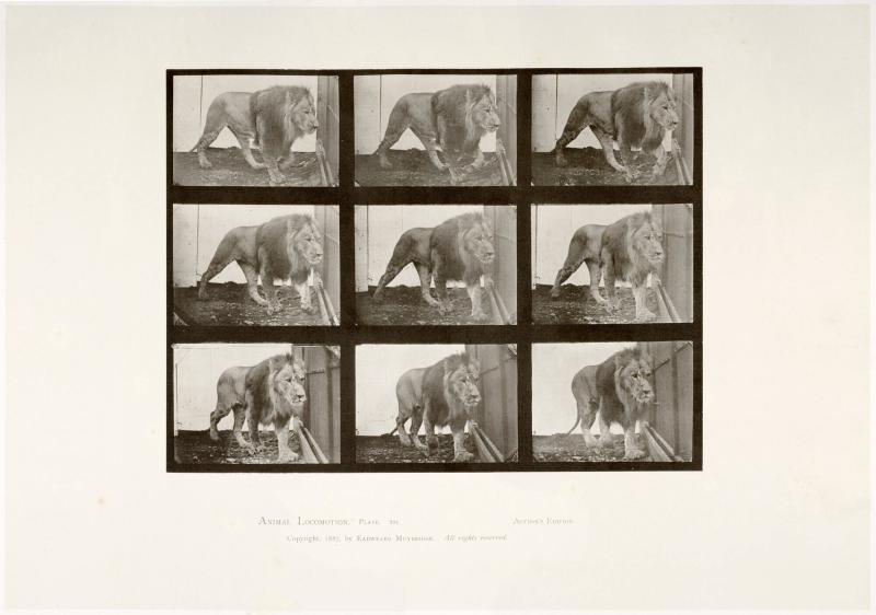 Animal Locomotion, plate 721. Ur serien Animal Locomotion by Eadweard Muybridge 1872-1885 Plates University of Pennsylvania