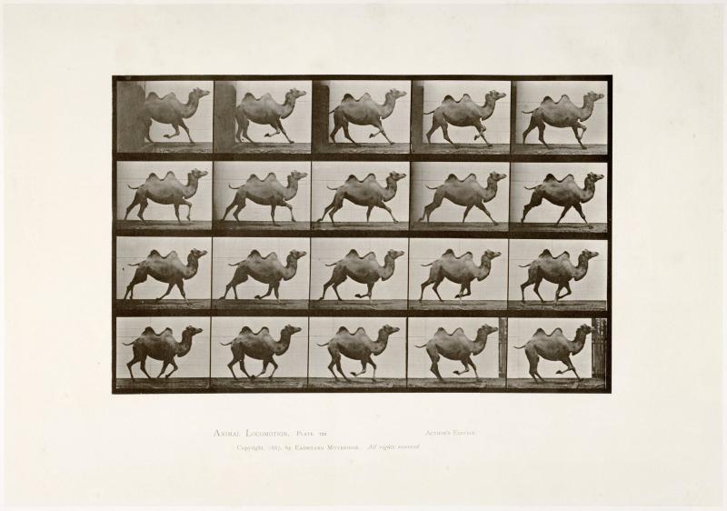 Animal Locomotion, plate 739. Ur serien Animal Locomotion by Eadweard Muybridge 1872-1885 Plates University of Pennsylvania