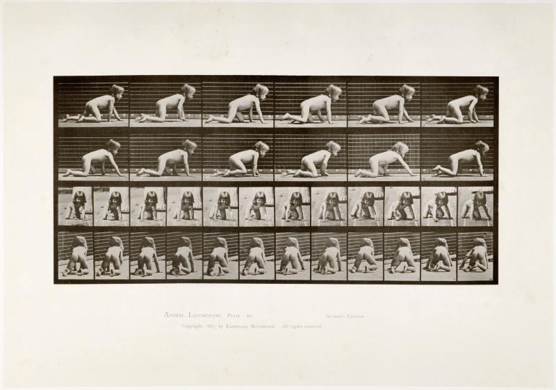 Animal Locomotion, plate 471. Ur serien Animal Locomotion by Eadweard Muybridge 1872-1885 Plates University of Pennsylvania