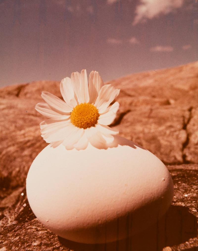 Ägg och blomma. Hönö augusti 1969