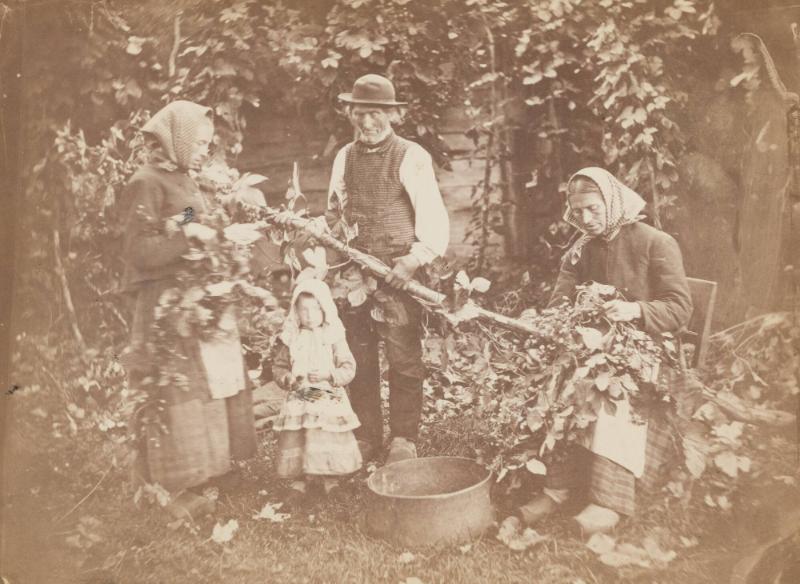 Humleplockning Halland