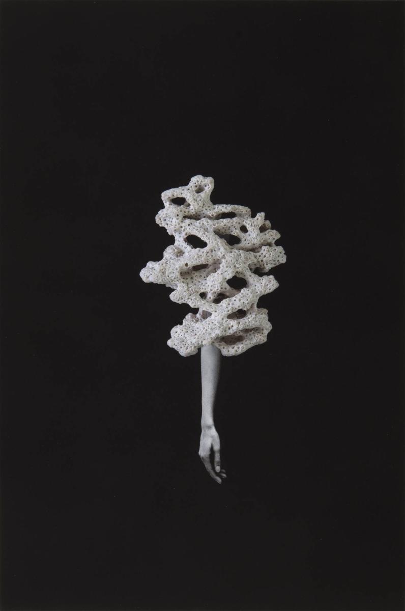 Coral Arm. Ur serien Body Geology