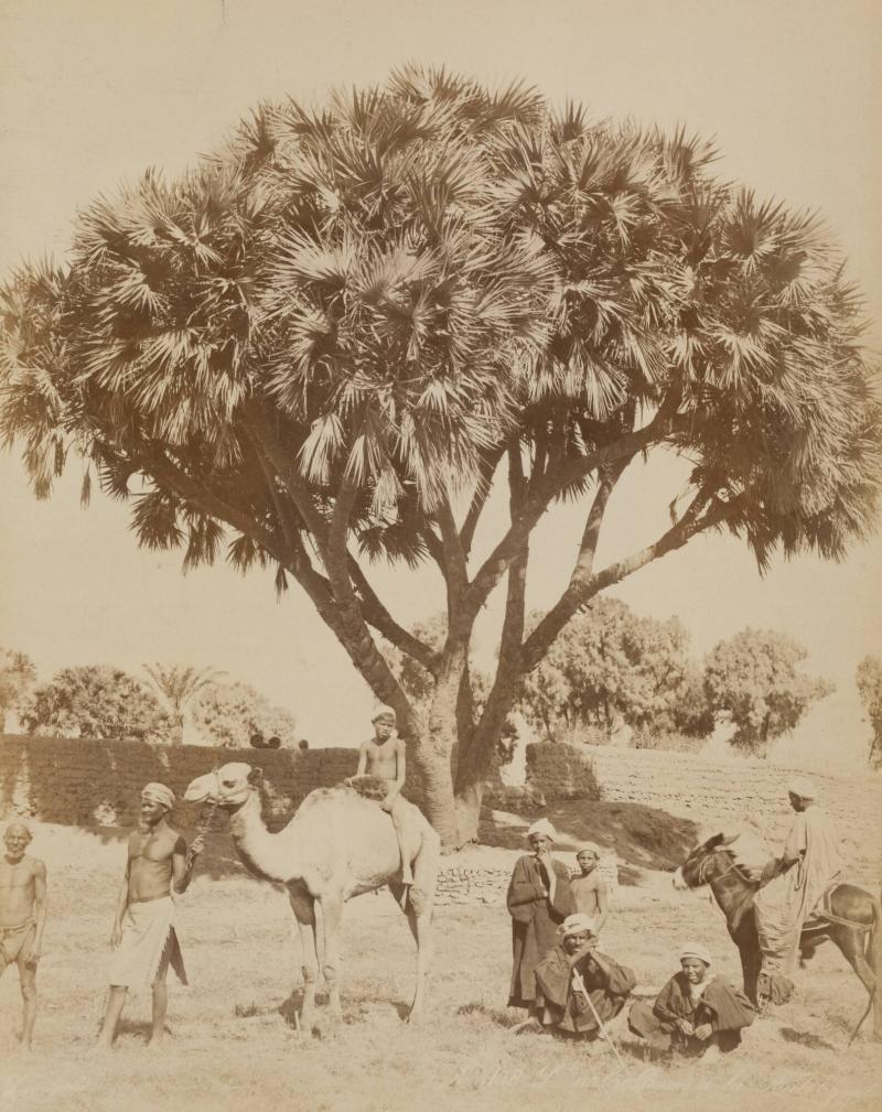 No 708 L'arbre Doum a la Aute Egypt