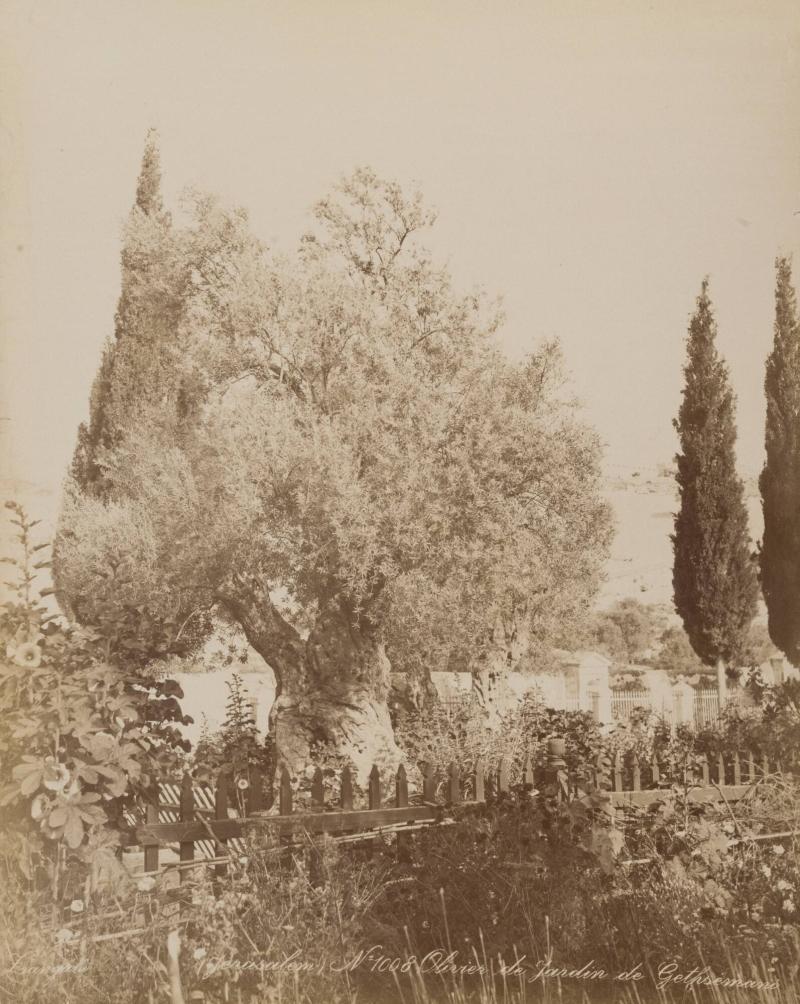 (Jerusalem) No 1008 Olivier de Jardin de Gethsemani