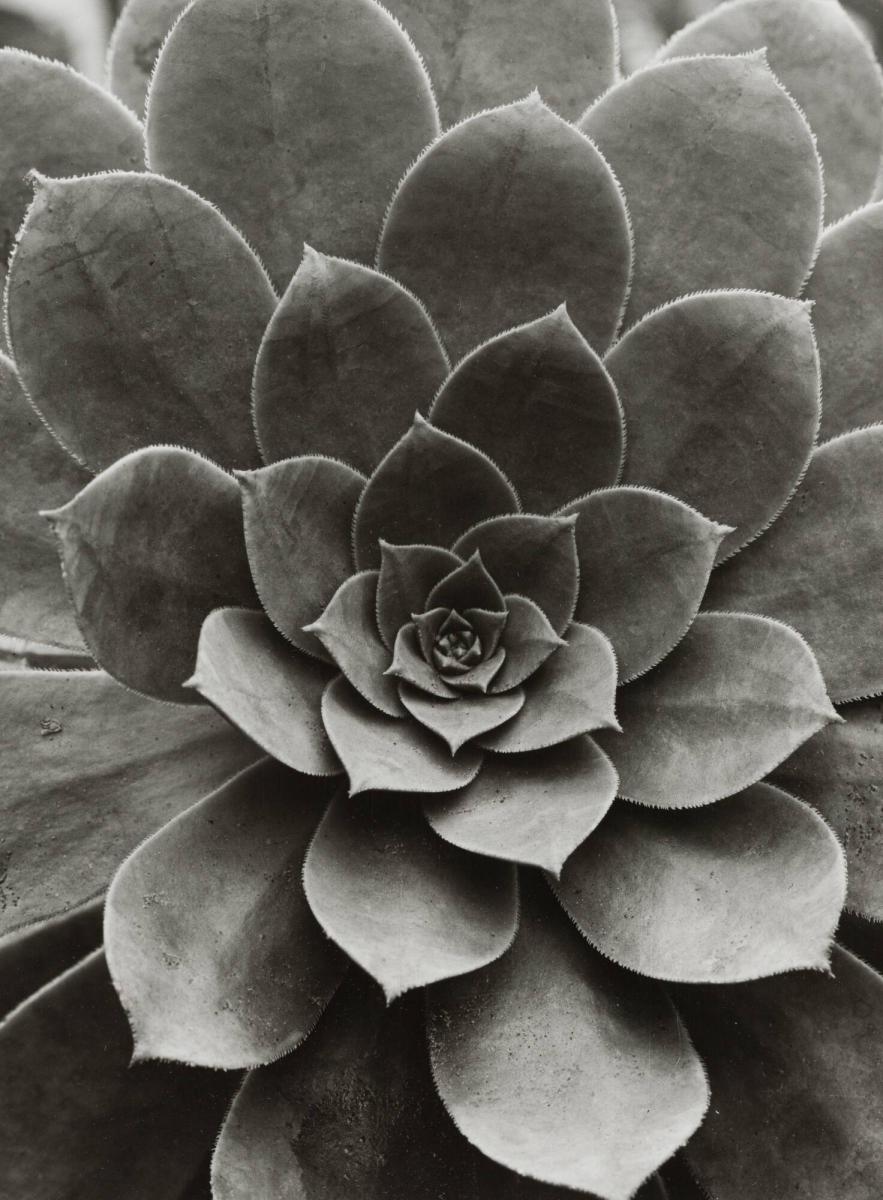 Sempervivum percaneum / Hauswurz