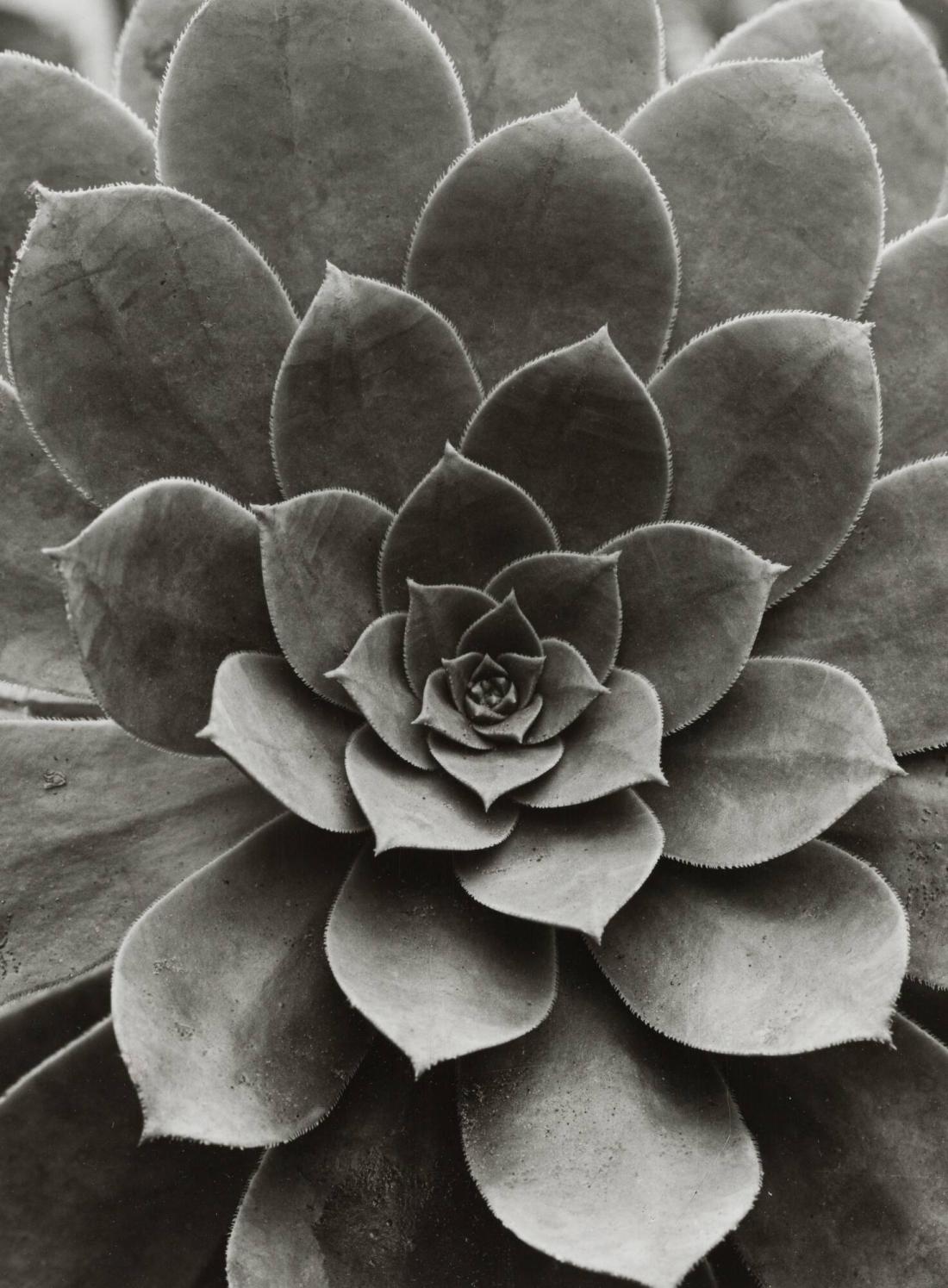 Sempervivum percaneum / Hauswurz