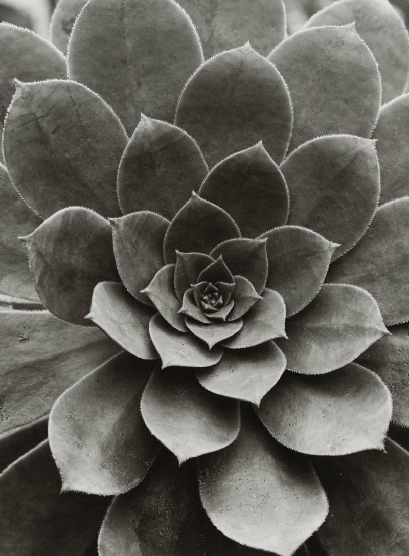 Sempervivum percaneum / Hauswurz