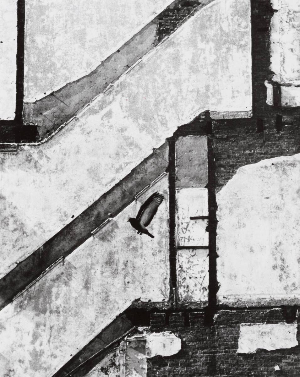 Landing Pigeon, March 2, 1960, New York