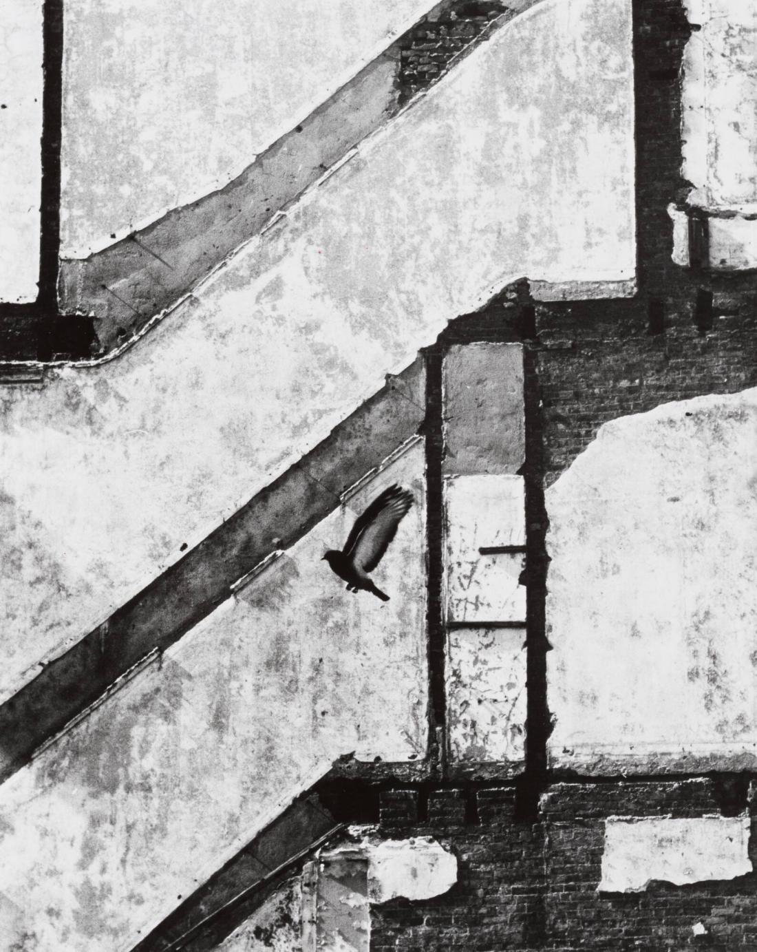 Landing Pigeon, March 2, 1960, New York