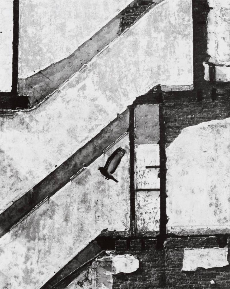 Landing Pigeon, March 2, 1960, New York