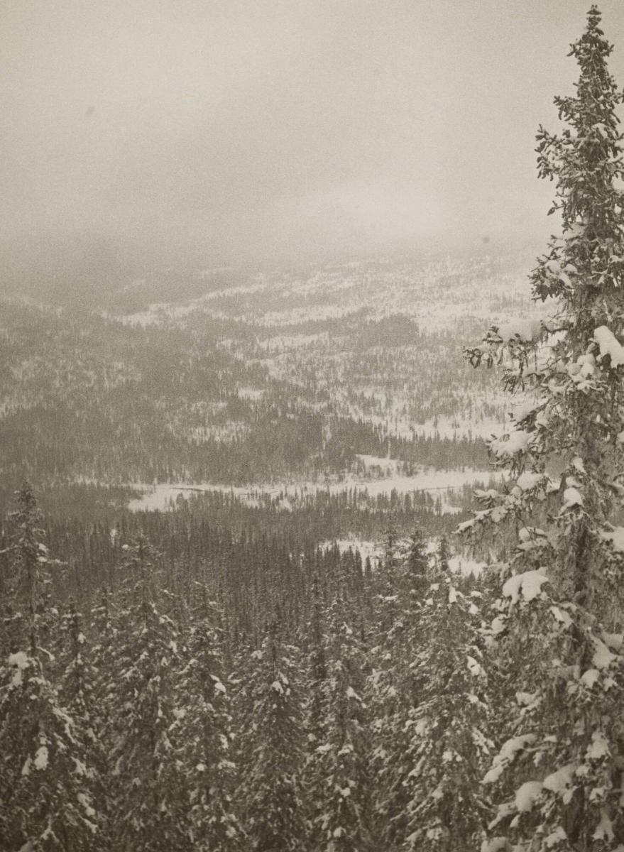 Skogen där ännu björnen sover, Älvdalen, Dalarna