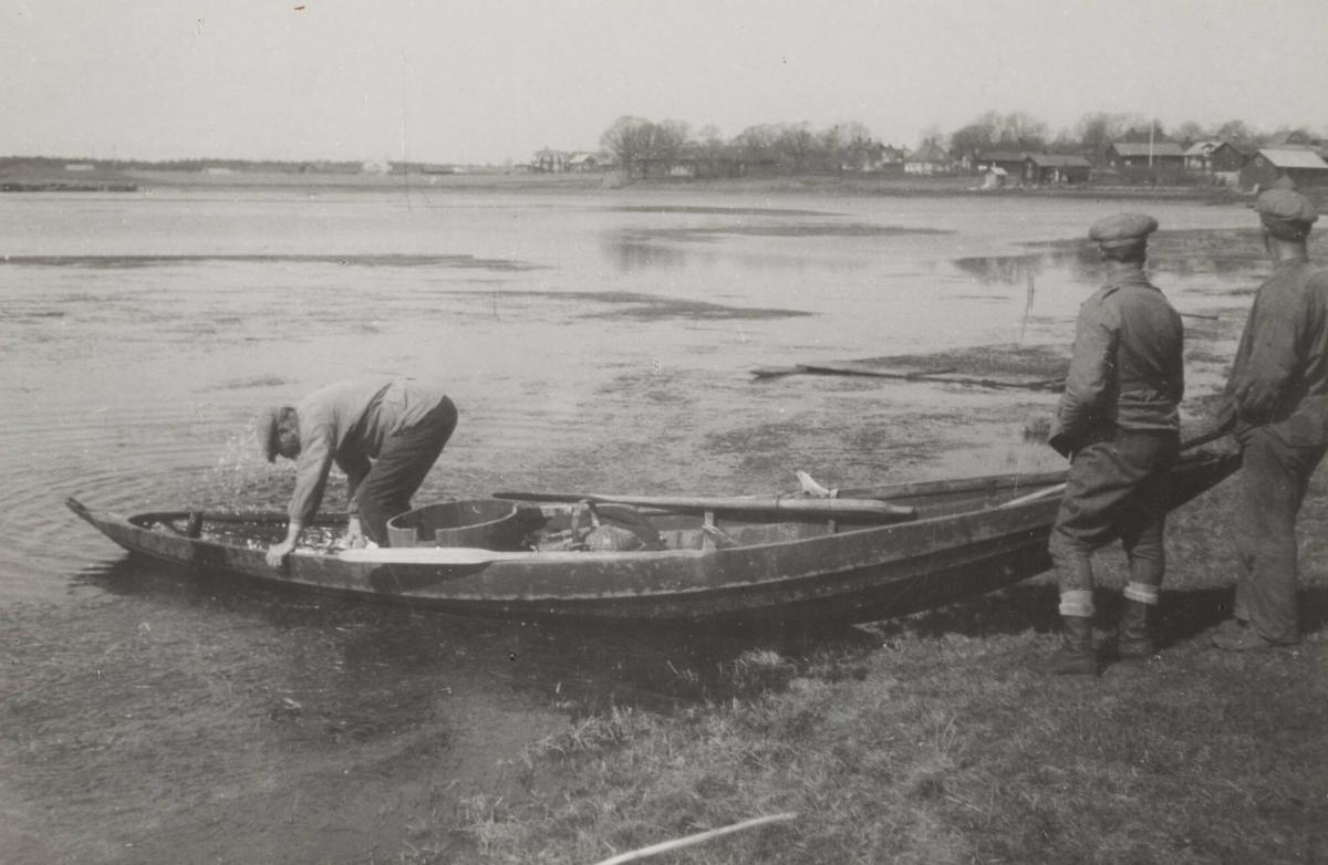 Affisch för gäddfisk, Hedesunda