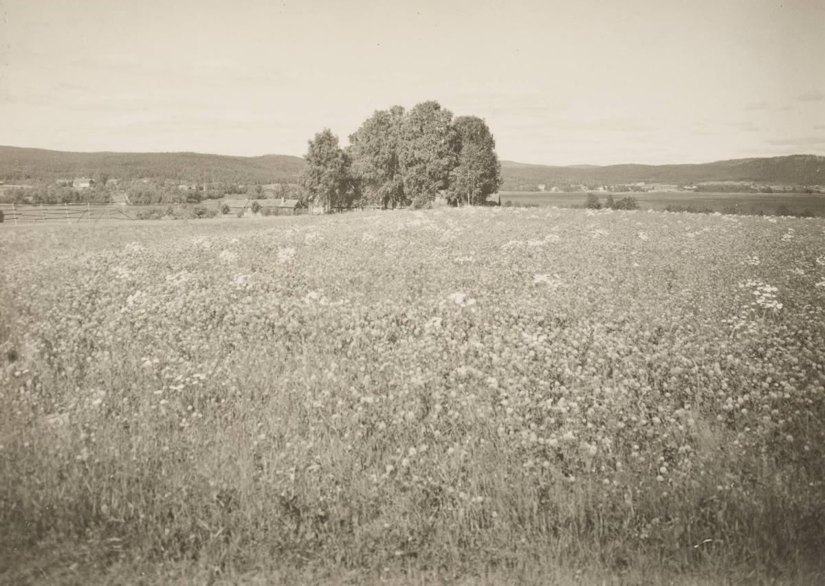 Bjuråker