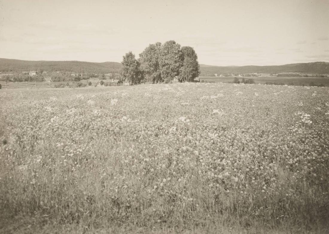 Bjuråker