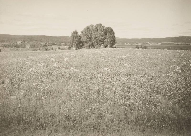 Bjuråker