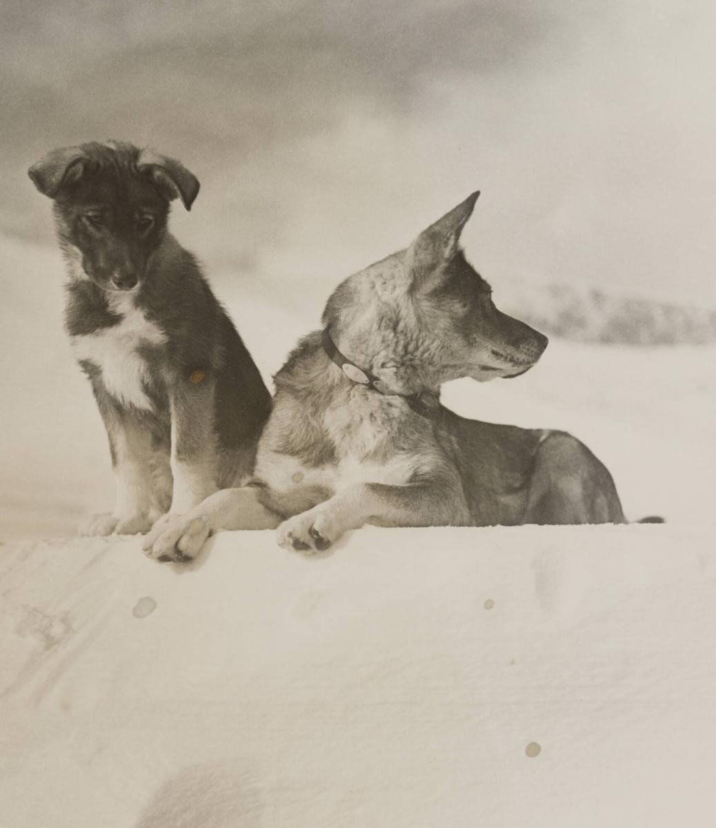 Gråhund med valp (Fjällfärder 1937)