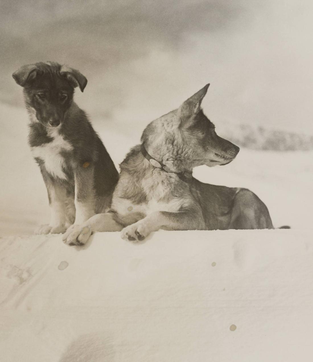 Gråhund med valp (Fjällfärder 1937)