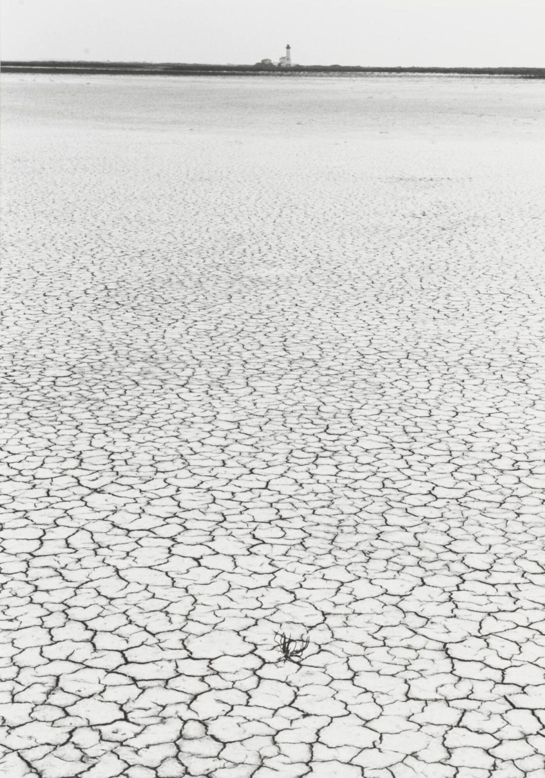 Camargue
