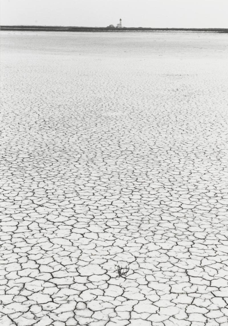 Camargue