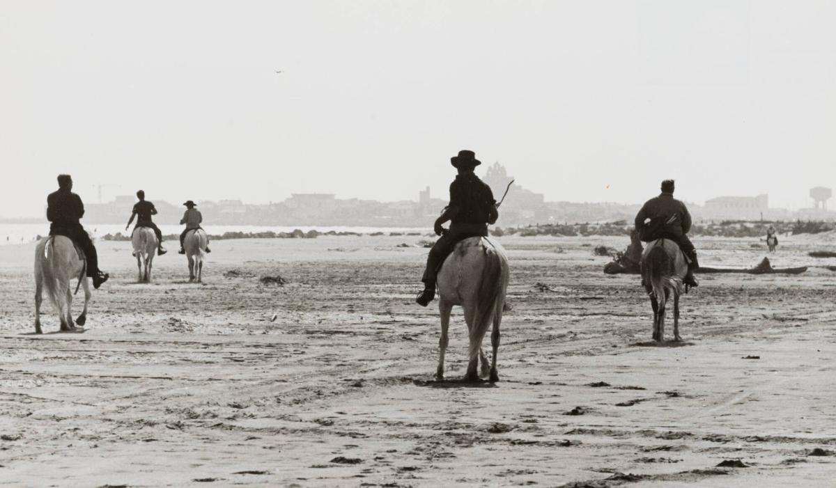 Camargue