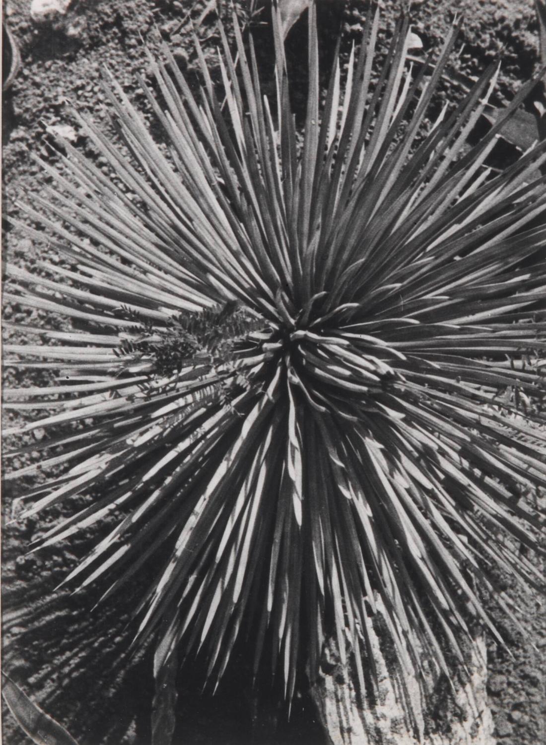 Agave plant