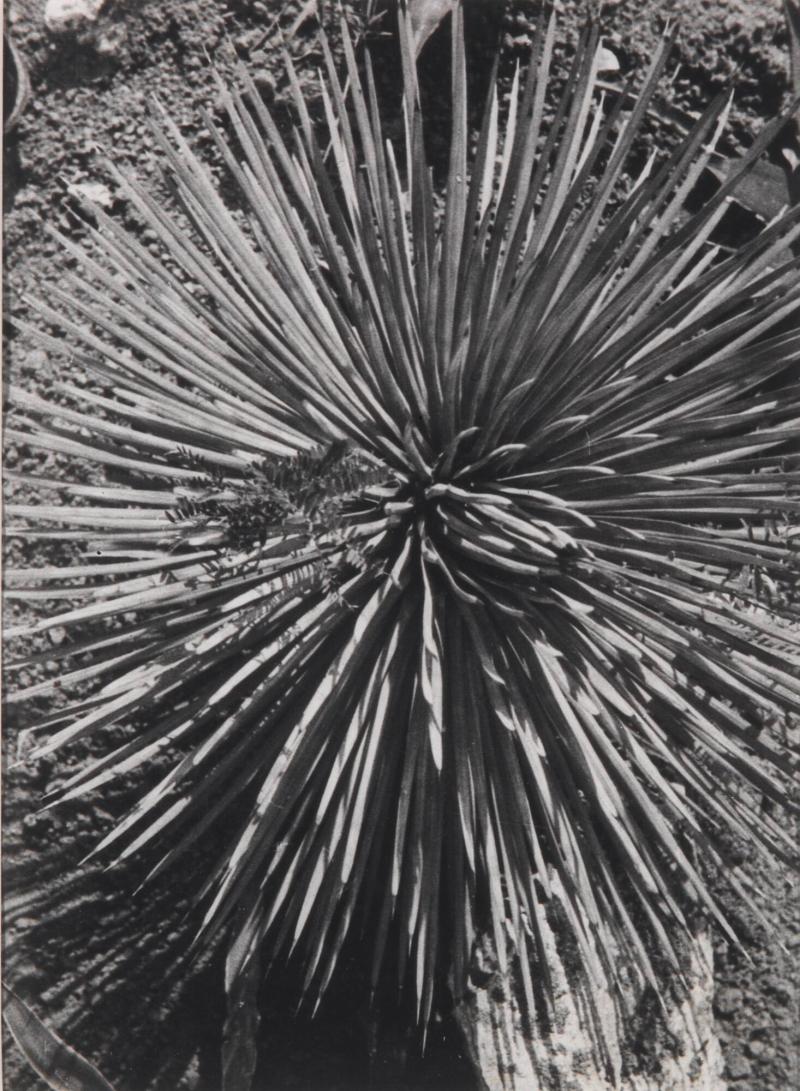 Agave plant