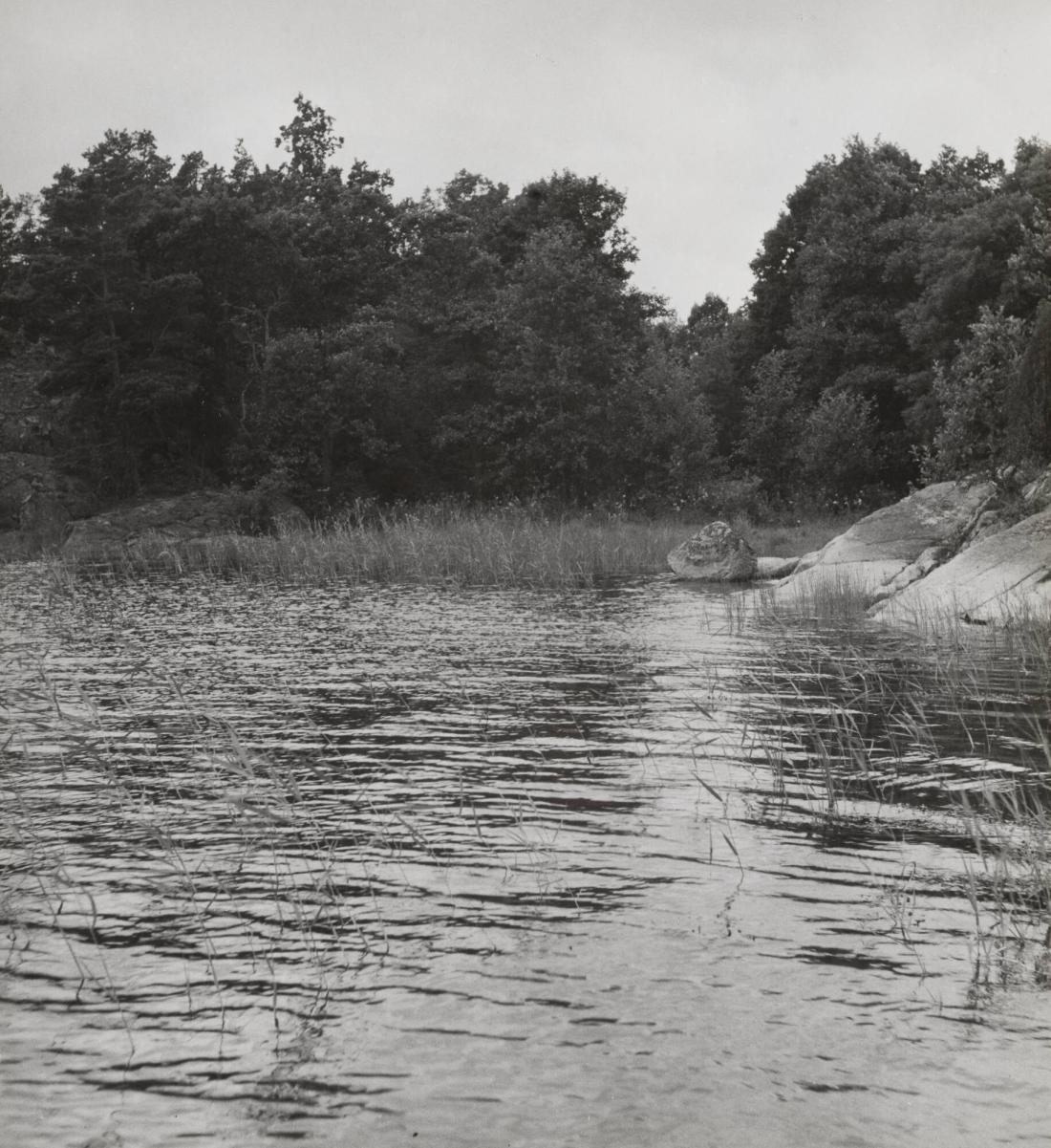 Granholmen, Sthlms skärgård. Där ängsdrogan når vattnet börjar bladvassen, någon gång kolvassen