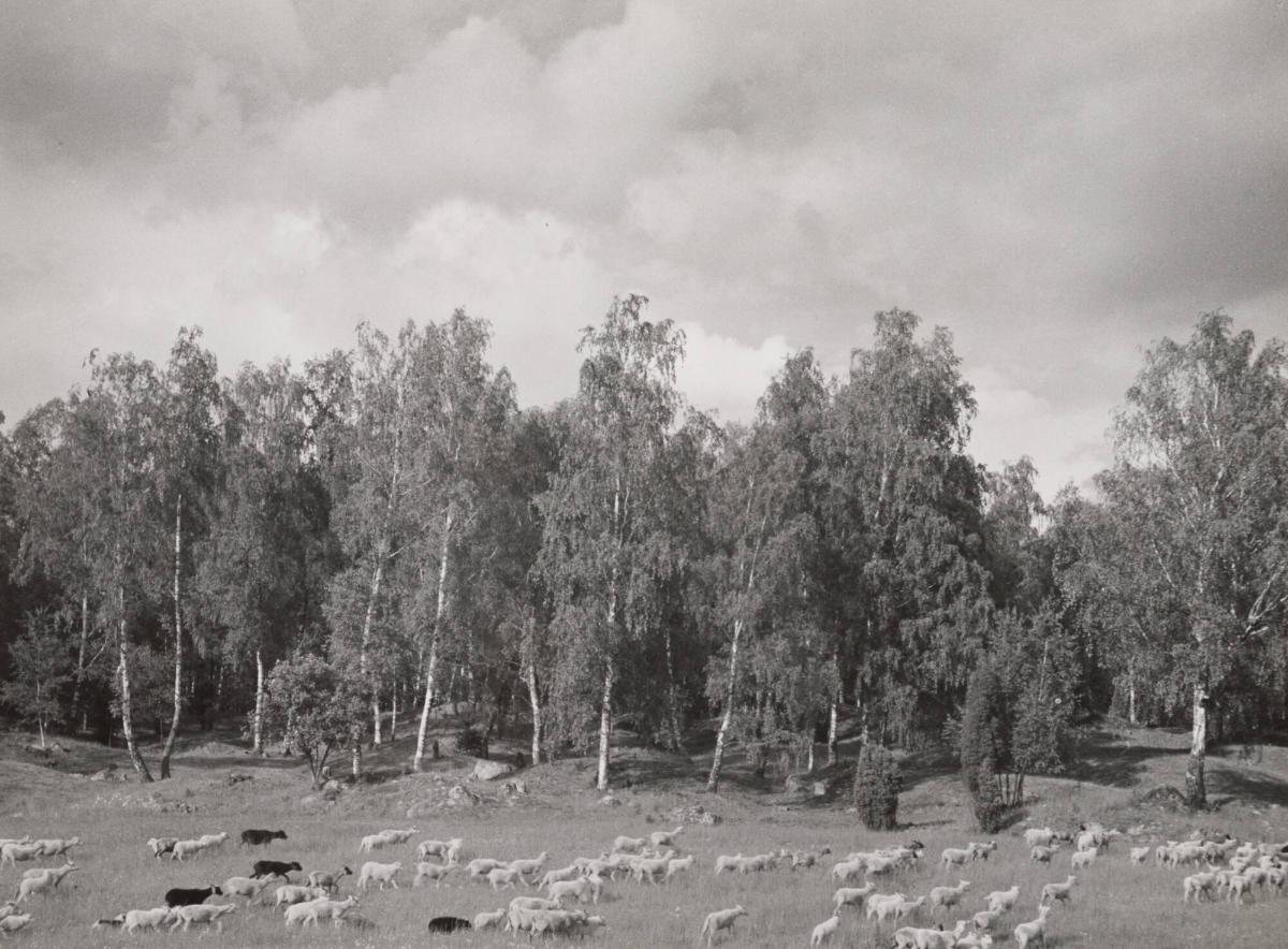 Björkhage i Hemlandet, Björkö