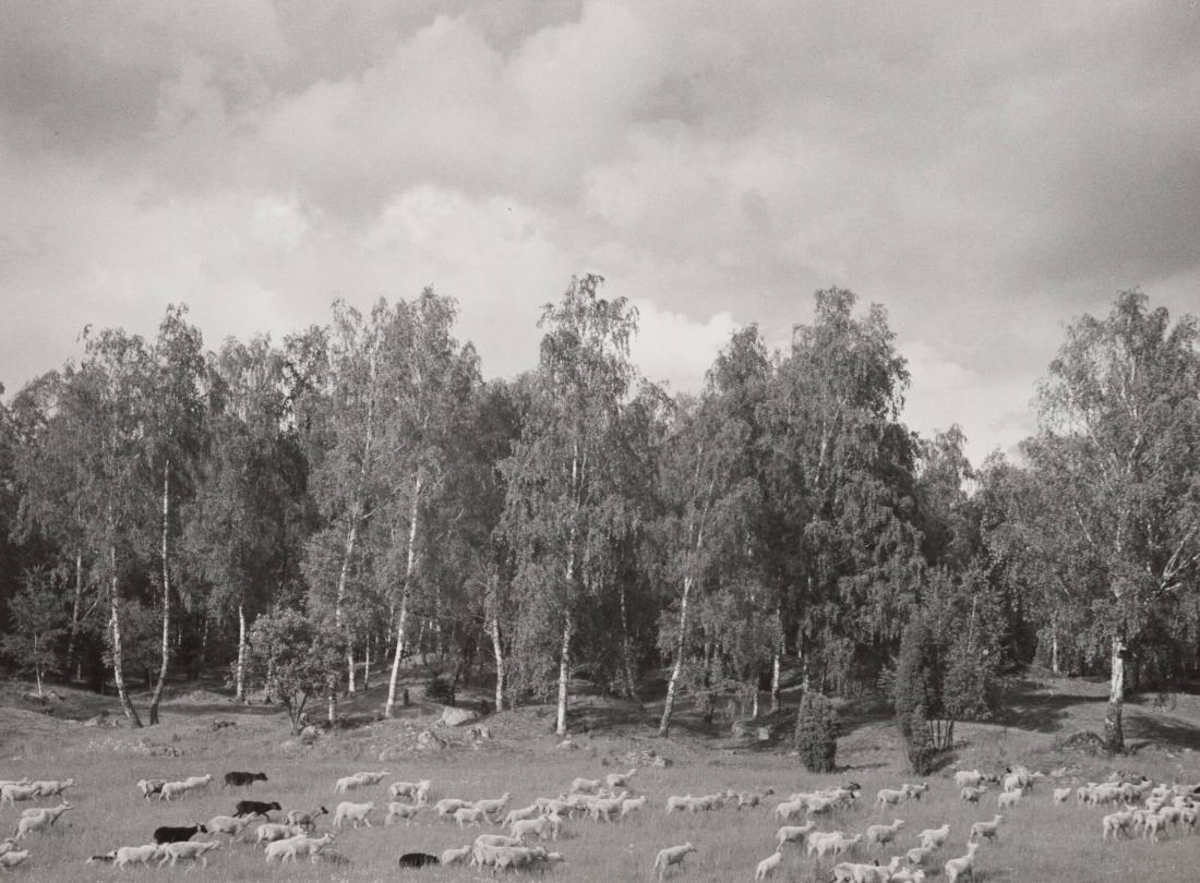 Björkhage i Hemlandet, Björkö