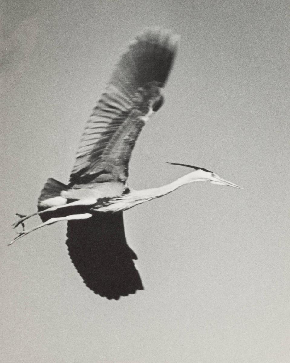 Hägern flyger
