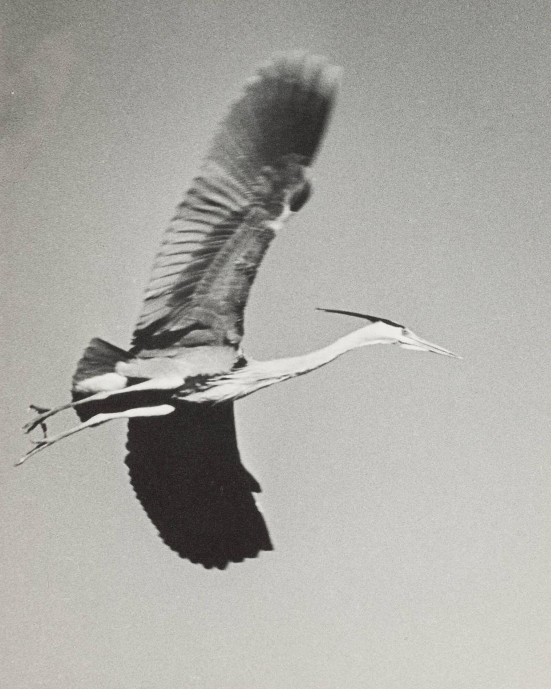 Hägern flyger