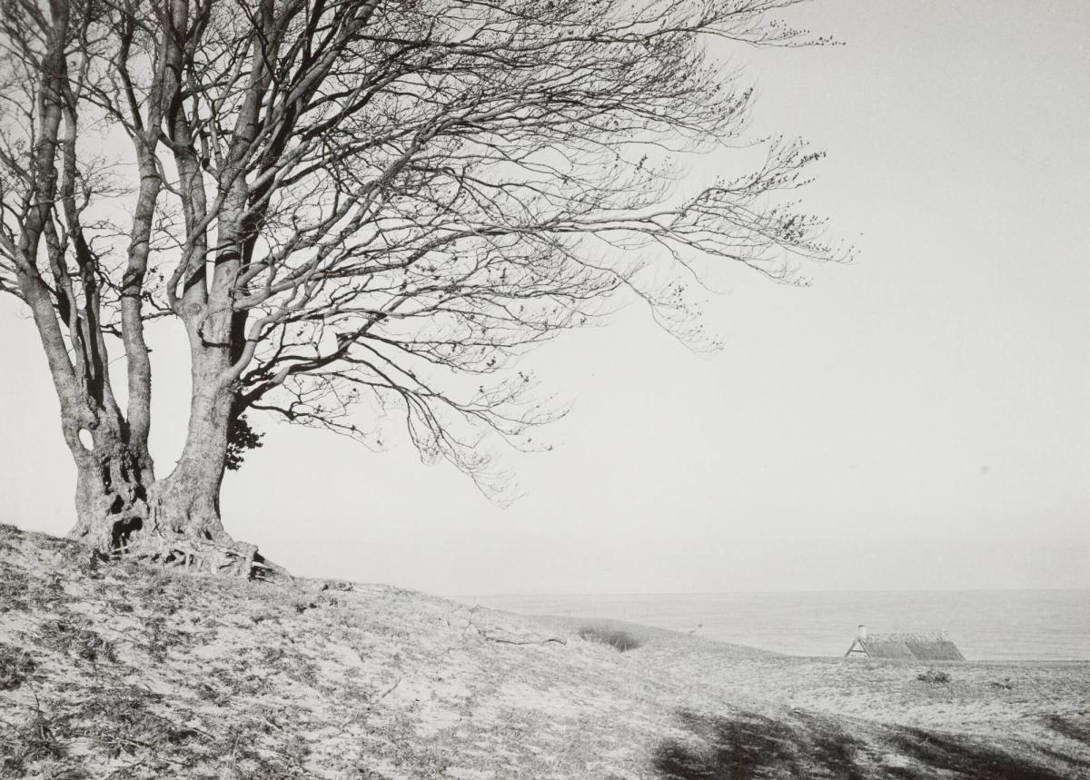 Boken vid havet, Haväng, Kivik, Skåne