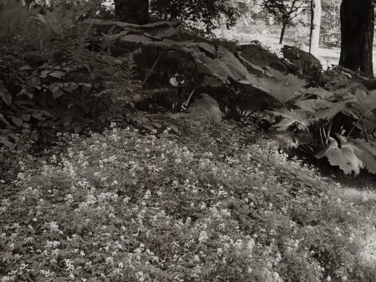 Humlegården, Stockholm, Skuggväxter