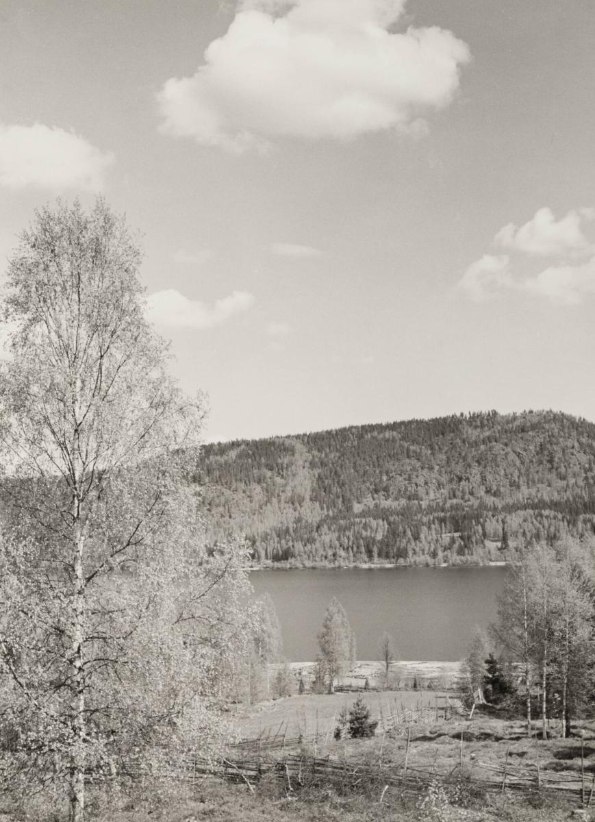 Rottnen från gård i Sandviken, Gräsmarks socken maj 1951