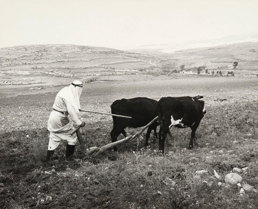 Arabiskt jordbruk, Israel