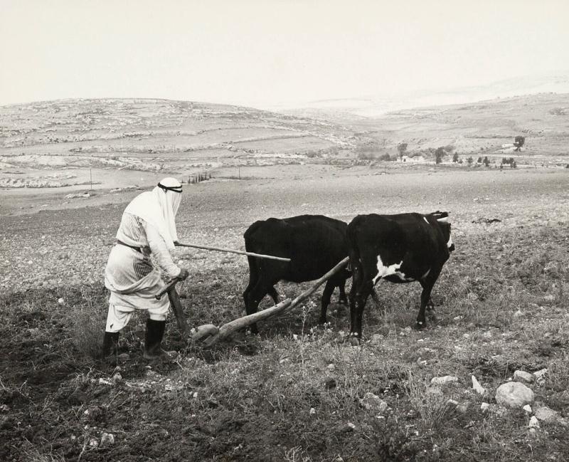 Arabiskt jordbruk, Israel
