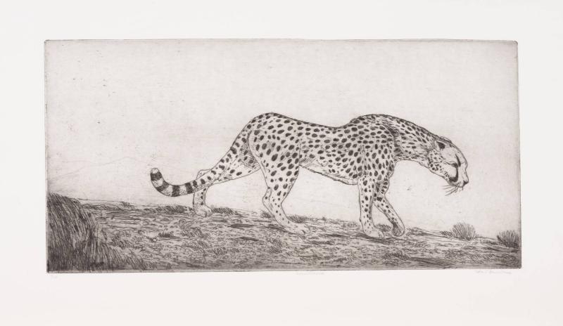 Gepard