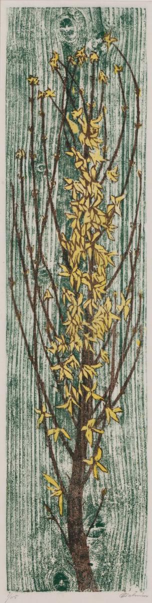 Forsythia