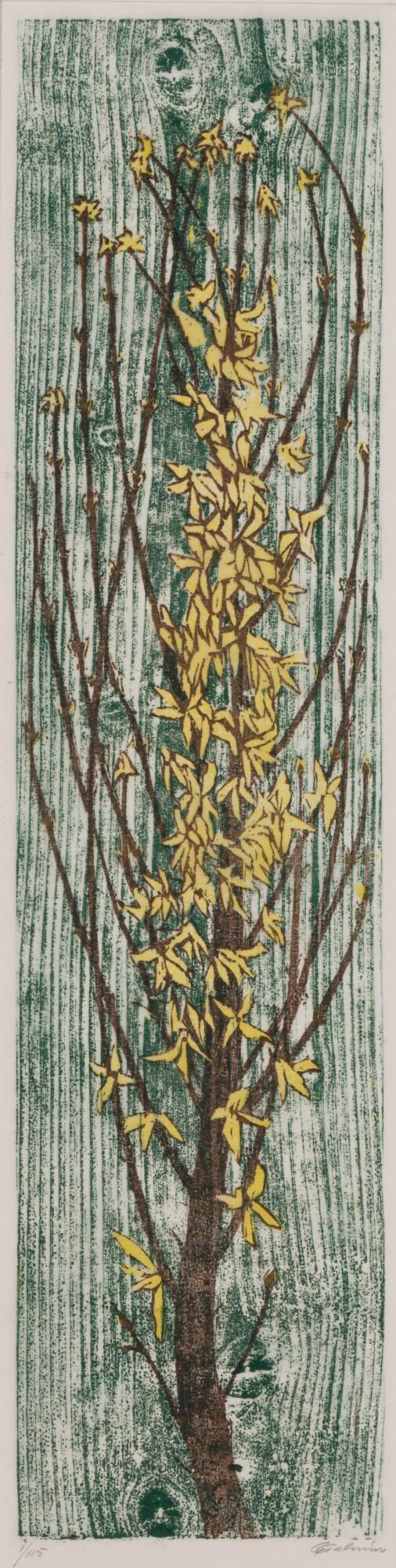 Forsythia