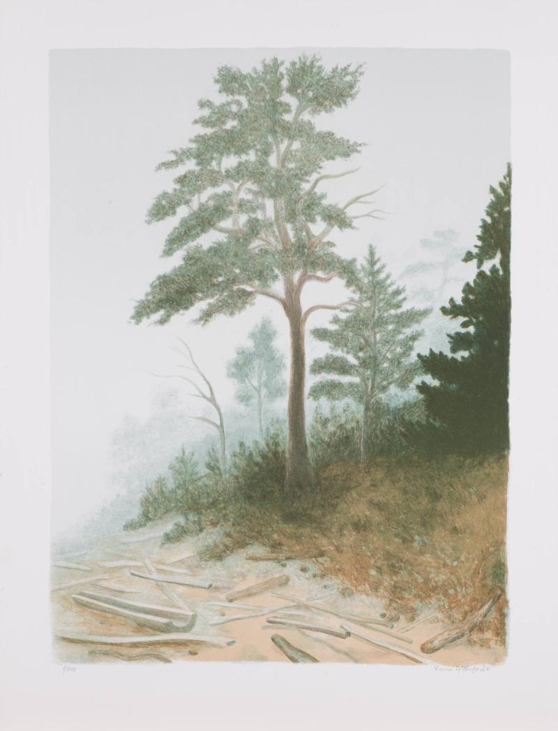 Dimman från havet