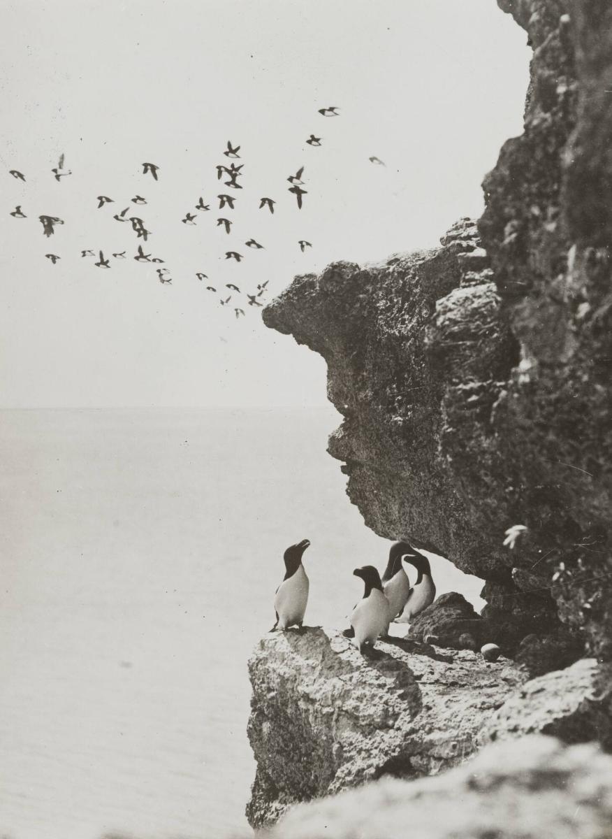 Sillgrisslor och tordmulor på Stora Karlsö