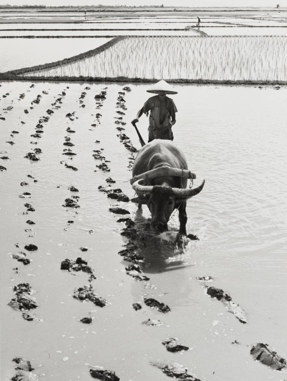 Rice Field in the Delta of the Red River, Indo-China