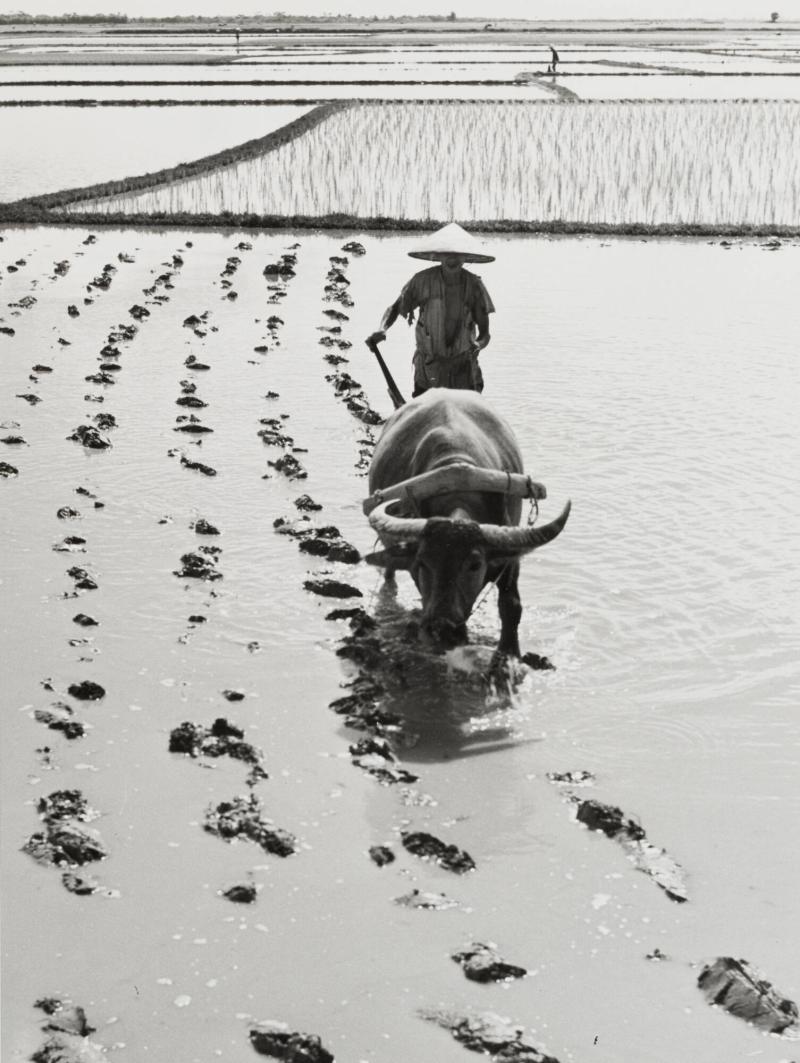 Rice Field in the Delta of the Red River, Indo-China