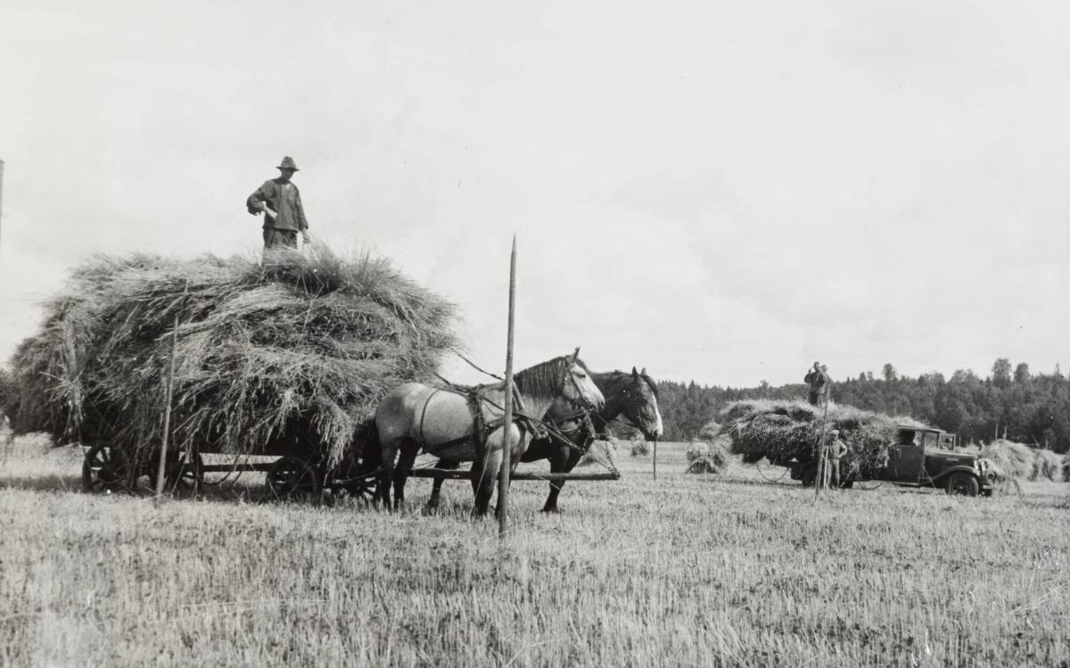 Västergötland: Höbärgning, gammalt och nytt sätt