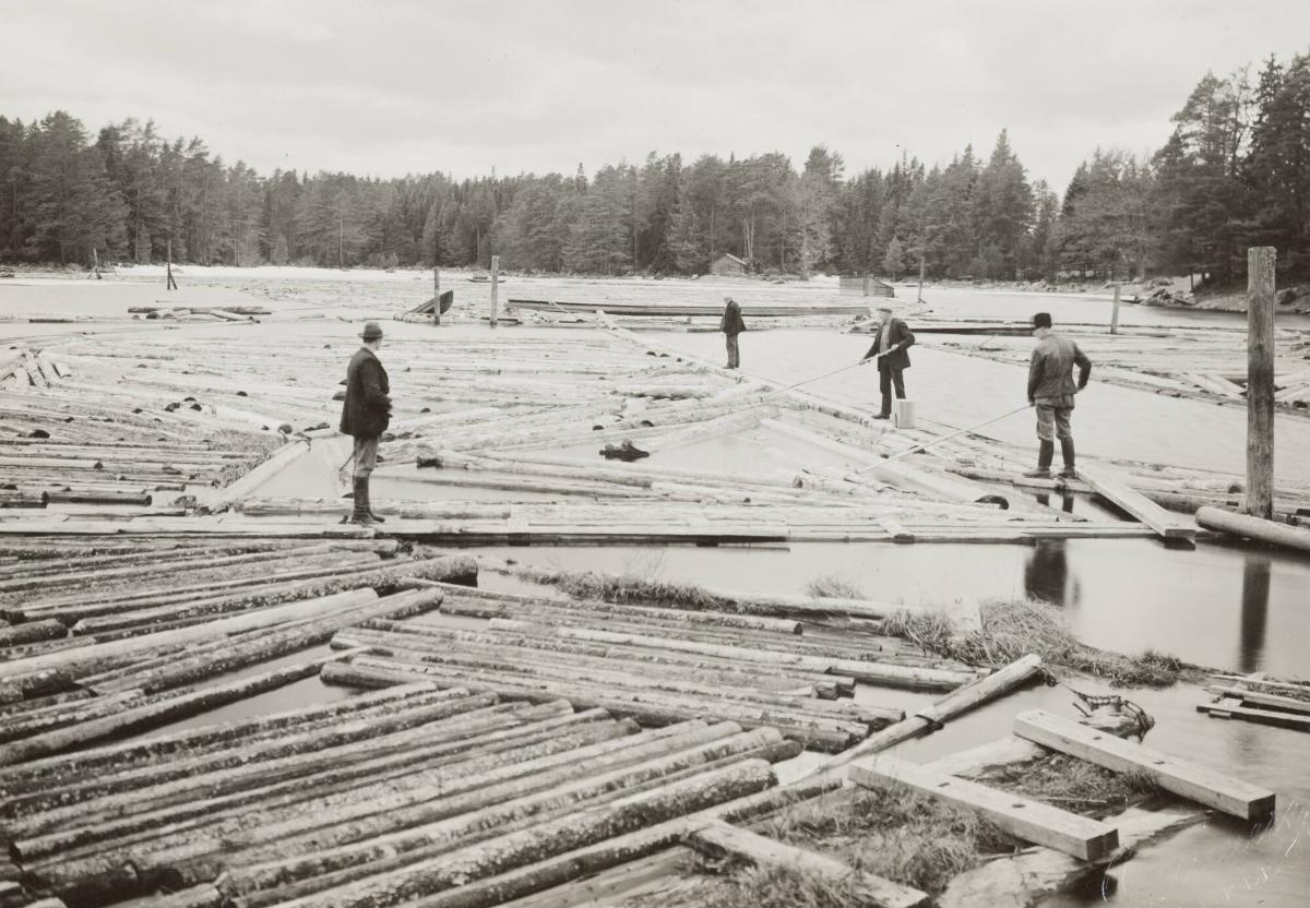 Sortering av timmer vid Hålldammens flottnings station, Älvkarleö