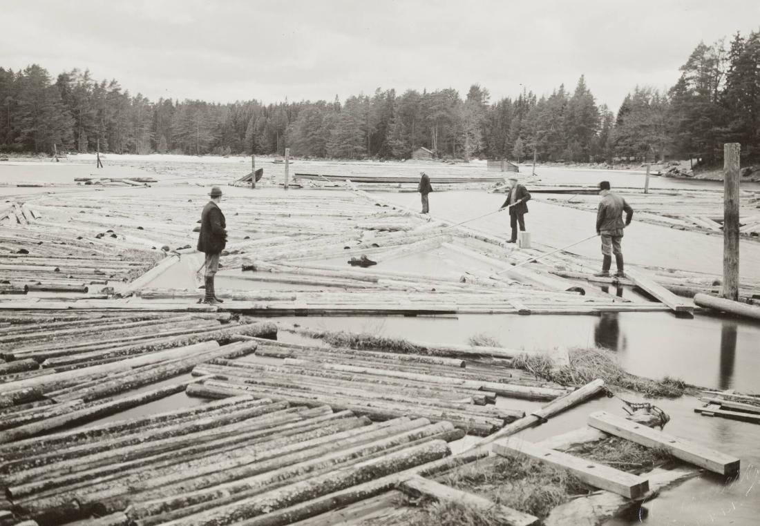Sortering av timmer vid Hålldammens flottnings station, Älvkarleö