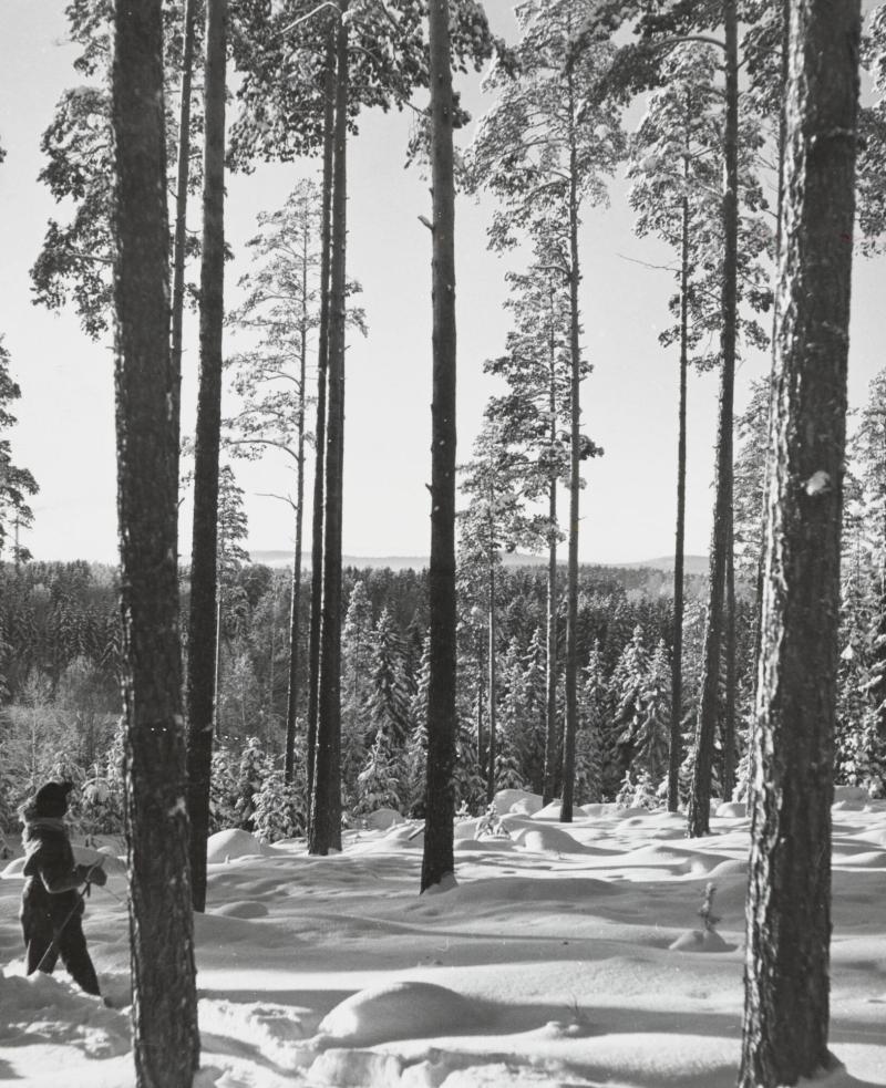 Dalarna: En vinterdag i skogen