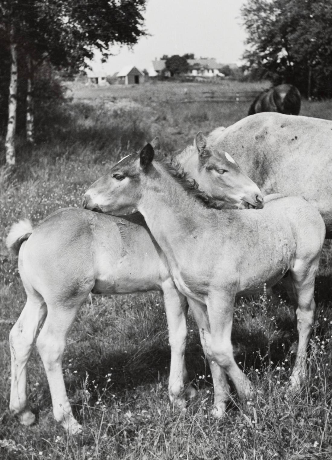 Fölungar på grönbete